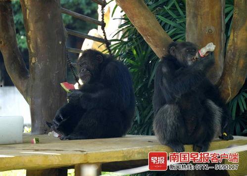 黑猩猩吃瓜视频,揭秘灵长类动物的天然趣味