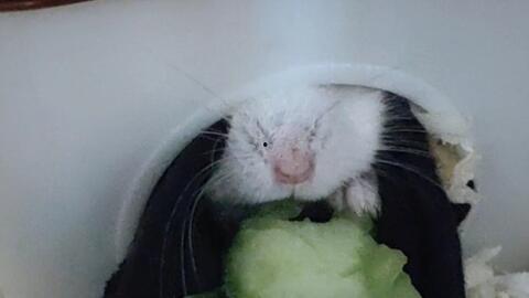 仓鼠吃瓜东西视频播放