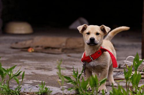 田园犬吃蜜瓜视频大全集,欢乐瞬间大盘点