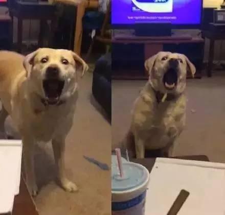 沙雕吃瓜汪星人视频,沙雕萌宠视频笑翻网友