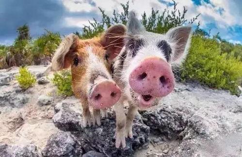 粉红色的猪吃瓜视频大全,趣味视频大全集锦