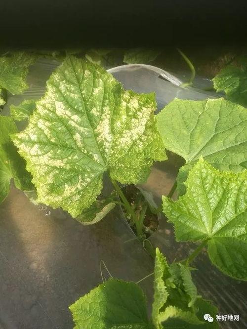如何捡吃瓜叶子视频,如何从视频中学到捡吃瓜叶子的技巧