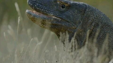 吃瓜蜥蜴视频在线观看,在线观看视频带你领略奇趣生态