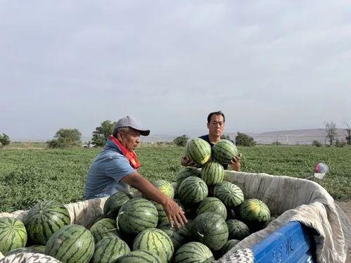 赣马吃瓜视频,揭秘网络热传视频背后的故事