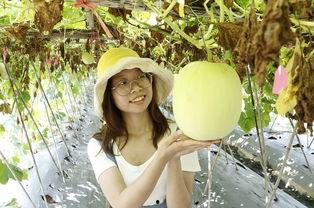 最新最热吃瓜视频,全网热议！最新吃瓜视频揭秘惊人内幕